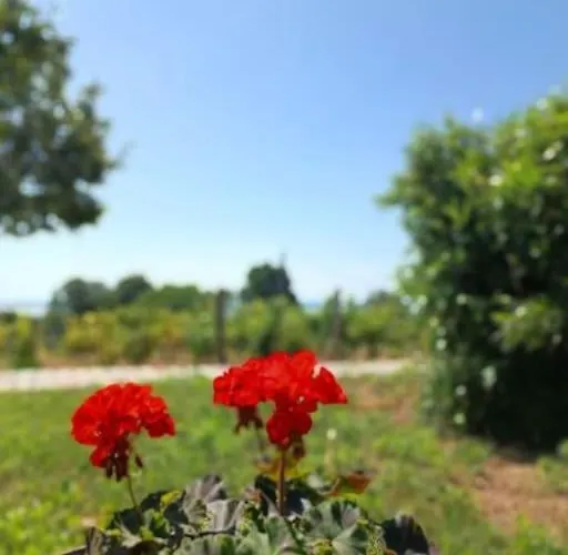 דירה Panoramahaz Lovason